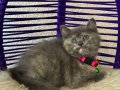 British Shorthair Dişi Erkek Yavrular
