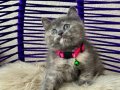 British Shorthair Dişi Erkek Yavrular