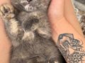 British Shorthair Dişi Erkek Yavrular