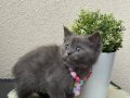 British Shorthair Dişi Erkek Yavrular