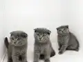 Scottish Fold Blue yavrular 