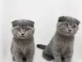 Scottish Fold Blue yavrular 