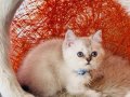 British Shorthair Silver Point 