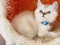 British Shorthair Silver Point 
