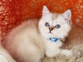 British Shorthair Silver Point 