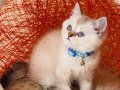 British Shorthair Silver Point 