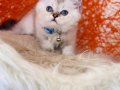 British Shorthair Silver Point 