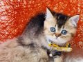British Shorthair black golden yavru