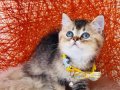 British Shorthair black golden yavru
