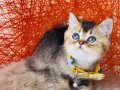 British Shorthair black golden yavru