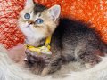 British Shorthair black golden yavru