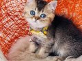 British Shorthair black golden yavru