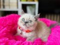 British shorthair  Point bebekler 