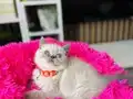 British shorthair Point bebekler 