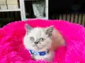 British shorthair Point bebekler 