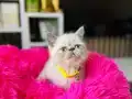 British shorthair Point bebekler 
