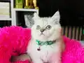 British shorthair Point bebekler 