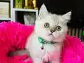 British shorthair Point bebekler 