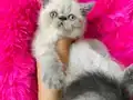 British shorthair Point bebekler 