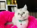 British shorthair Point bebekler 