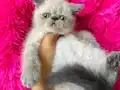 British shorthair Point bebekler 