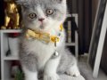 Nadir ırk British Shorthair Bicolor