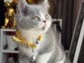 Nadir ırk British Shorthair Bicolor