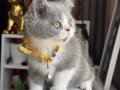 Nadir ırk British Shorthair Bicolor