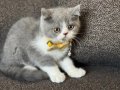 Nadir ırk British Shorthair Bicolor