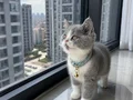 British Shorthair bicolor 