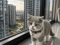 British Shorthair bicolor 