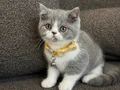 British Shorthair bicolor 