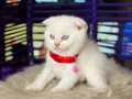 Scottish Fold Bluepoint 