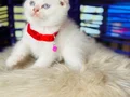Scottish Fold Bluepoint 