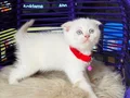 Scottish Fold Bluepoint 
