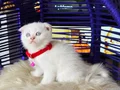 Scottish Fold Bluepoint 