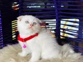Scottish Fold Bluepoint 