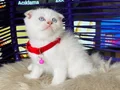 Scottish Fold Bluepoint 
