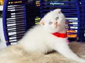 Scottish Fold Bluepoint 