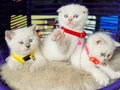 British Shorthair Bluepoint Dişi Erkek 