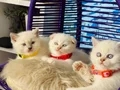 British Shorthair Bluepoint Dişi Erkek 