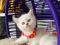 British Shorthair Bluepoint Dişi Erkek 