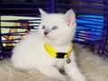 British Shorthair Bluepoint Dişi Erkek 