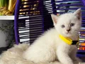 British Shorthair Bluepoint Dişi Erkek 