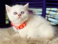 British Shorthair Bluepoint Dişi Erkek 