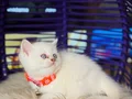 British Shorthair Bluepoint Dişi Erkek 