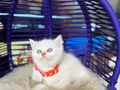 British Shorthair Bluepoint Dişi Erkek 