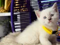British Shorthair Bluepoint Dişi Erkek 