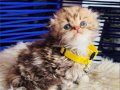 Scottish Fold Longhair golden Tabby 