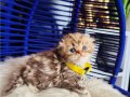 Scottish Fold Longhair golden Tabby 